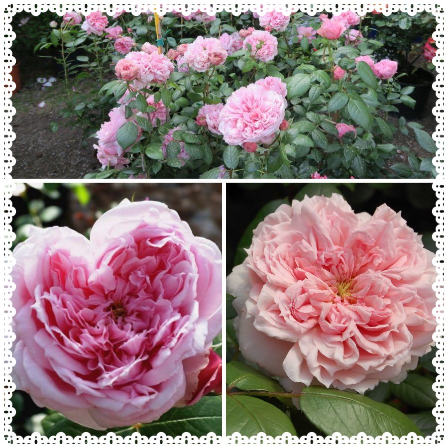 Schone Maid róża wielkokwiatowa